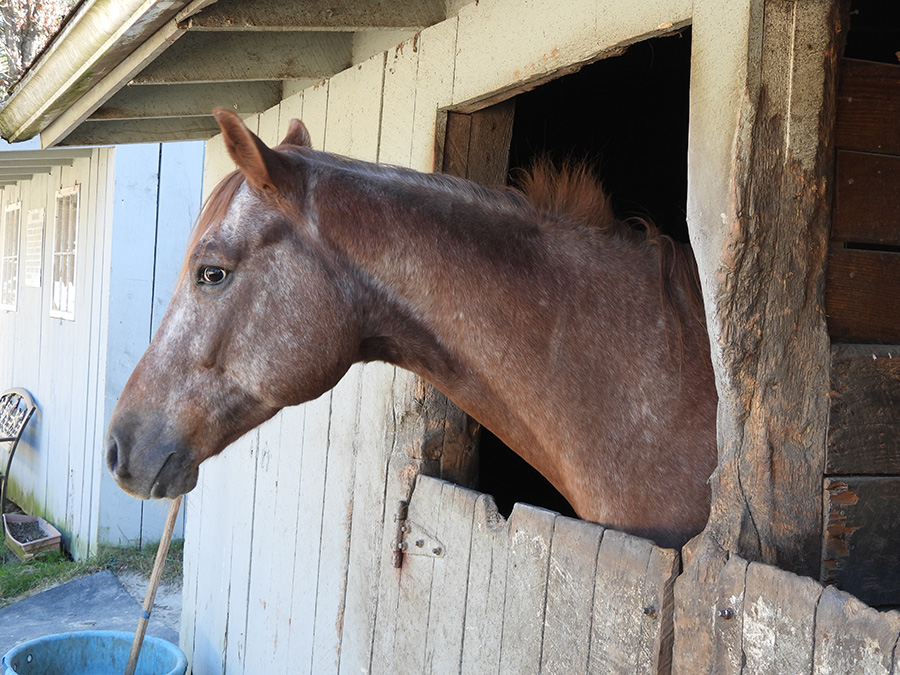 horseback riding rhode island